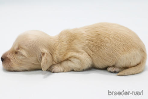 成約済の神奈川県のミニチュアダックスフンド(ロングヘアード)-223709の3枚目